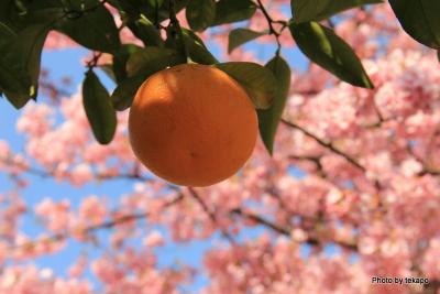 2011桜桜桜 Vol.2 河津桜まつり
