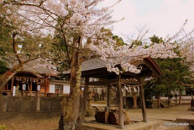 2011桜桜桜 Vol.10 最上公園