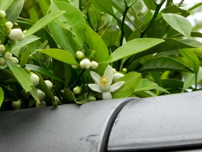 萩～立夏に出逢った花～