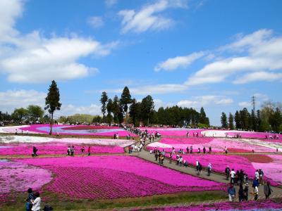 春の絨毯、芝桜の丘へ～秩父・羊山公園～