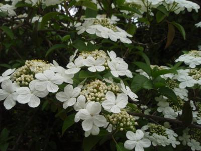 飛鳥周遊と西の京散策（京都滞在記4日目)