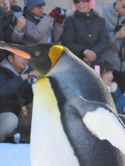 小樽から1day trip!真冬の旭山動物園+α