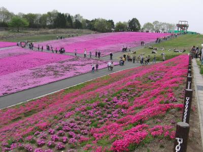 芝ざくら公園◇栃木県 市貝町