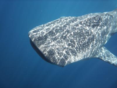 ジンベイに会いに