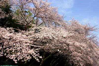 桜はとっくに咲いた～が，パラオはまだかいな？！ま～だだよ～！と，何気に出し惜しみで後楽園編