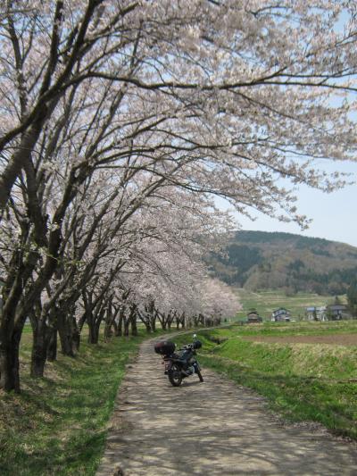 飯山のお花見