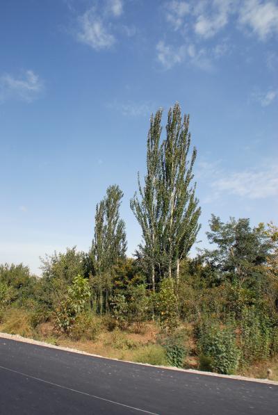 爺ぃのご両親のお墓を建てる為に莎車へ！其の47～初めての和田行き！漸く和田到着！ 