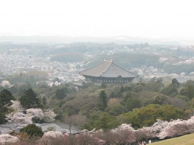 奈良公園・若草山の桜　