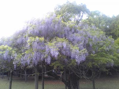 奈良でお散歩　～藤の花を見に～