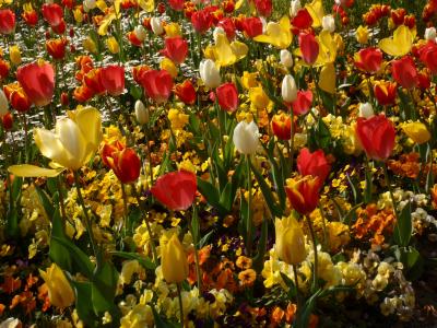 ★布引ハーブ園・春のお花畑散歩★