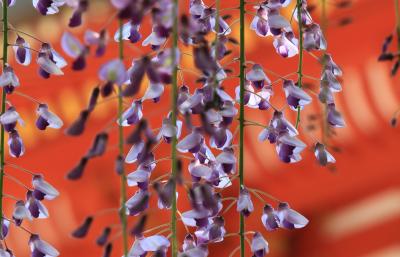 瓶にさす 藤の花ぶさ みじかければ　たたみの上に とどかざりけり 「春日大社」