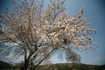 桜めぐり東北の旅 2011 2日目 (仙台～一関～山形蔵王温泉)