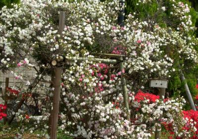 「東京都内つつじの名所」三連発!!　＠平成つつじ公園＆西沢つつじ園