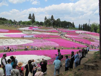 埼玉県秩父市 羊山公園 芝桜