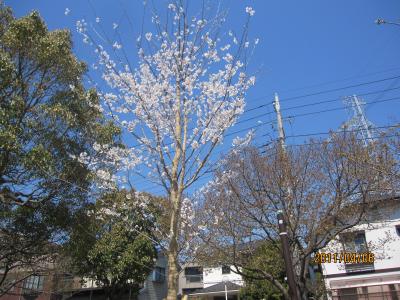 2011　桜　～4月6日～