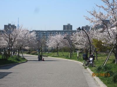 2011　桜　～4月13日～
