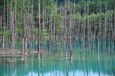 【夏旅】北海道のおへそで風景と食を満喫（３）～青い池 ＆ 白金温泉「森の旅亭びえい」