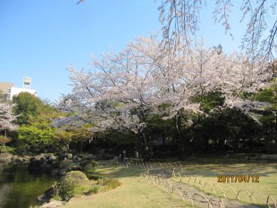 2011　桜　～4月12日　～　江戸川区・行船公園
