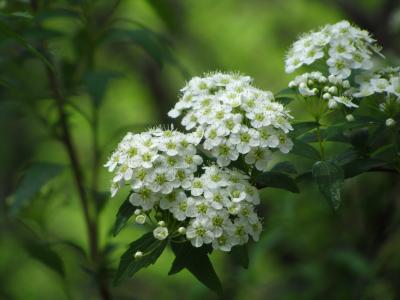 GWは盛況な昭和記念公園（1）さわやかな新緑を愛でながらムサシアブミを見つけるまで