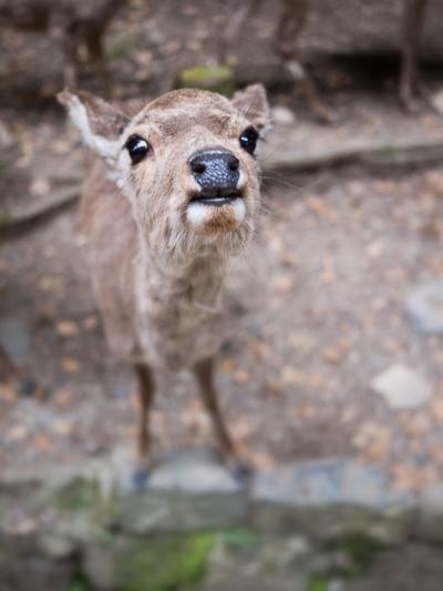 あをによし 奈良の新緑