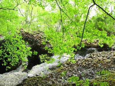 ●この地球、美しい緑