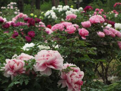 若返った東松山ぼたん園（後編）花の王たる風格と園内見事に色とりどり