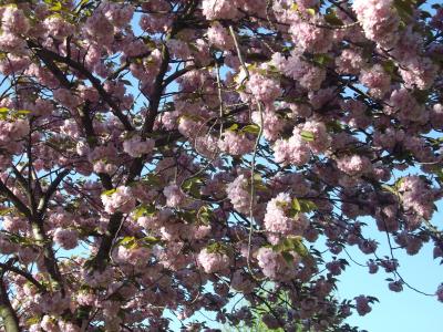 欧州桜旅・スロバキア（プラチスラバ）の桜