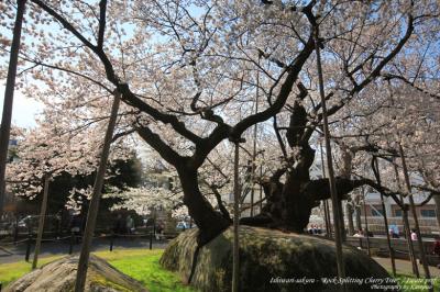 石割桜を心の支えに。。　/岩手県盛岡市　がんばろう！東北。