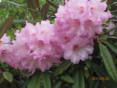 花の郷、滝谷（奈良県）　　５月　　２０１１年