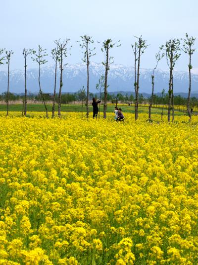 「 春の福島潟 」 ＆ 「 月岡温泉 湯足美 」 の小さな旅 ＜ 新潟県新潟市北区・新発田市 ＞