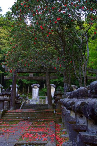 東光寺の椿