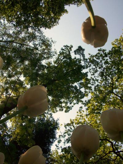 キューケンホフ(keukenhof)*