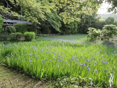 大田ノ沢のカキツバタ