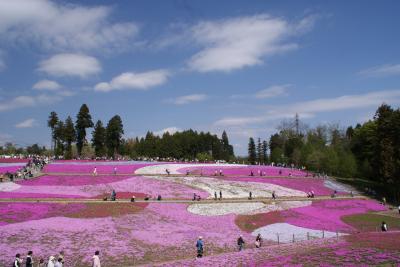 羊山公園のしばざくらを見に行こう