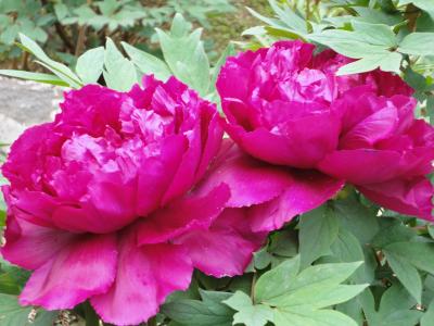 長谷寺 牡丹と十一面観音特別拝観