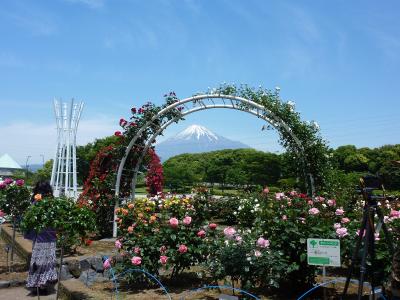 ２０１1年も薔薇の季節到来～富士中央公園を散歩♪
