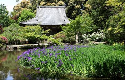 放生池の杜若！長岳寺