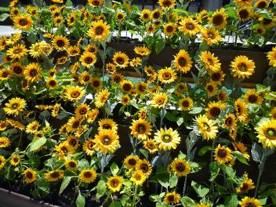 母娘で初タイ旅行④