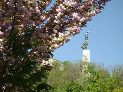 欧州桜旅・ハンガリー（ブタペスト）の桜