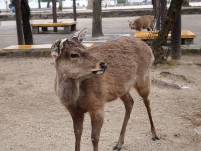 2011春休みおやじと息子の男二人旅IN広島　～宮島編～