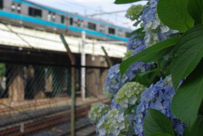 飛鳥山公園のあじさい。