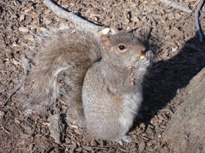 ニューヨークかじり