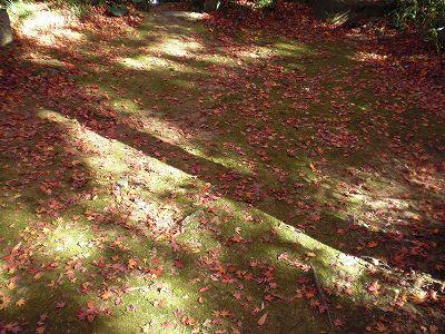 紅葉狩り（三滝・中央公園・平和公園）