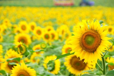 【夏旅】北海道のおへそで風景と食を満喫（７）～花に囲まれた１日 《北竜町ひまわりの里＆ローズガーデンちっぷべつ》