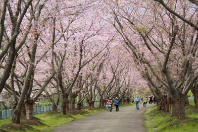 桜を見に♪石狩市・厚田の戸田記念墓地公園へ