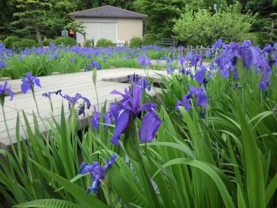 三河八橋の無量寿寺：在原業平「唐衣きつつなれにしつましあればはるばるきぬる旅をしぞ思ふ」の歌枕