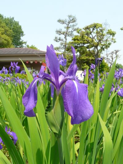 サーバートラブルで投降が遅れてしまいましたが、今年のカキツバタです。