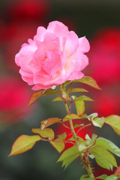 Solitary Journey ［907］ 脳内リフレッシュにはお花観賞が一番～♪（今回は薔薇） ＜福山市ばら公園＆緑町公園＞広島県福山市