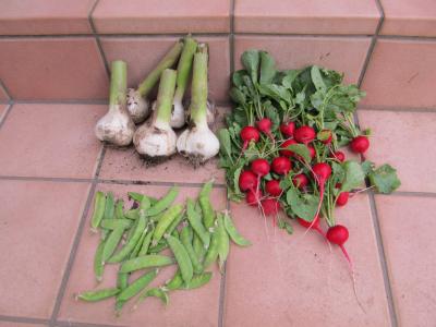 我が家の家庭菜園(^_^)/~