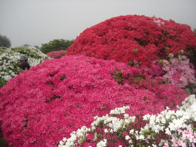 高原の花　～霧のツツジ～